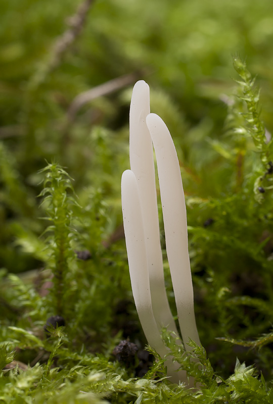 Clavaria falcata